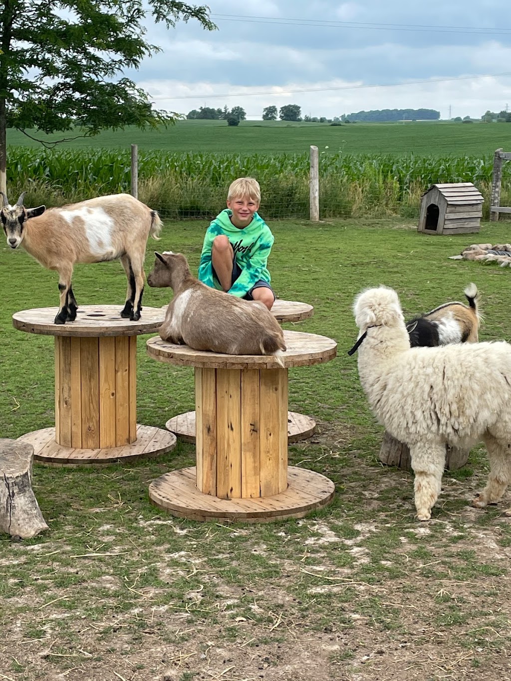 Little Hobby Hill Farm | 333624 Plank Line, Salford, ON N0J 1W0, Canada | Phone: (519) 532-0139