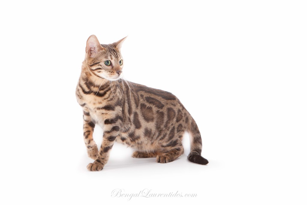 Bengal Laurentides | Chats Bengal | 1622 Rue de Saint-Émilion, Saint-Jérôme, QC J5L 2S8, Canada | Phone: (514) 567-7123