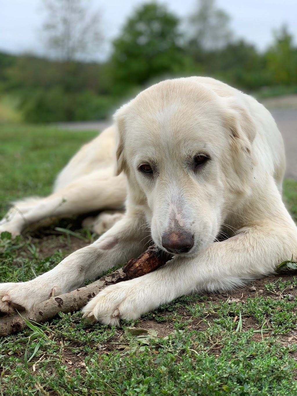 Doggie Stay n Play | 3936 Old Beverly Rd, Cambridge, ON N1R 5S7, Canada | Phone: (519) 503-9936