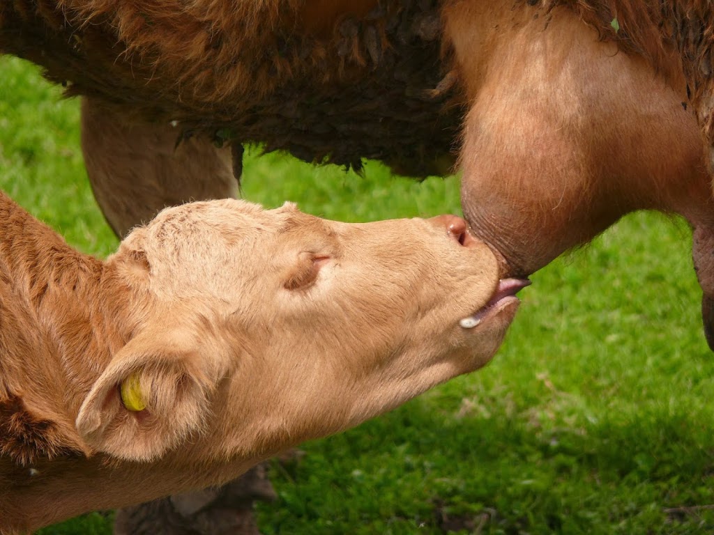 Fairchild Farm | 2091 Concession 8 W, Cambridge, ON N1R 5S2, Canada | Phone: (519) 740-0980