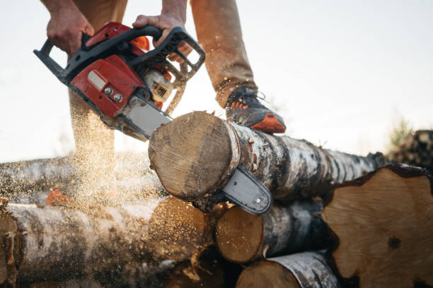 Godon Tree Care | 15682 Mt Hope Rd, Bolton, ON L7E 3K6, Canada | Phone: (519) 878-4761