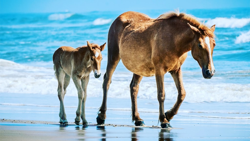 Riverlands Equestrian | Pemberton Meadows Rd, Pemberton, BC V0N 2L2, Canada | Phone: (604) 894-1500