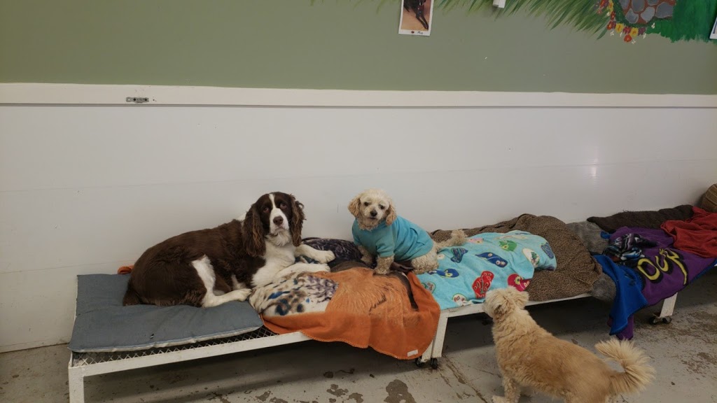 Pampered Pets | 4316 2 St E, Claresholm, AB T0L 0T0, Canada | Phone: (403) 489-0705