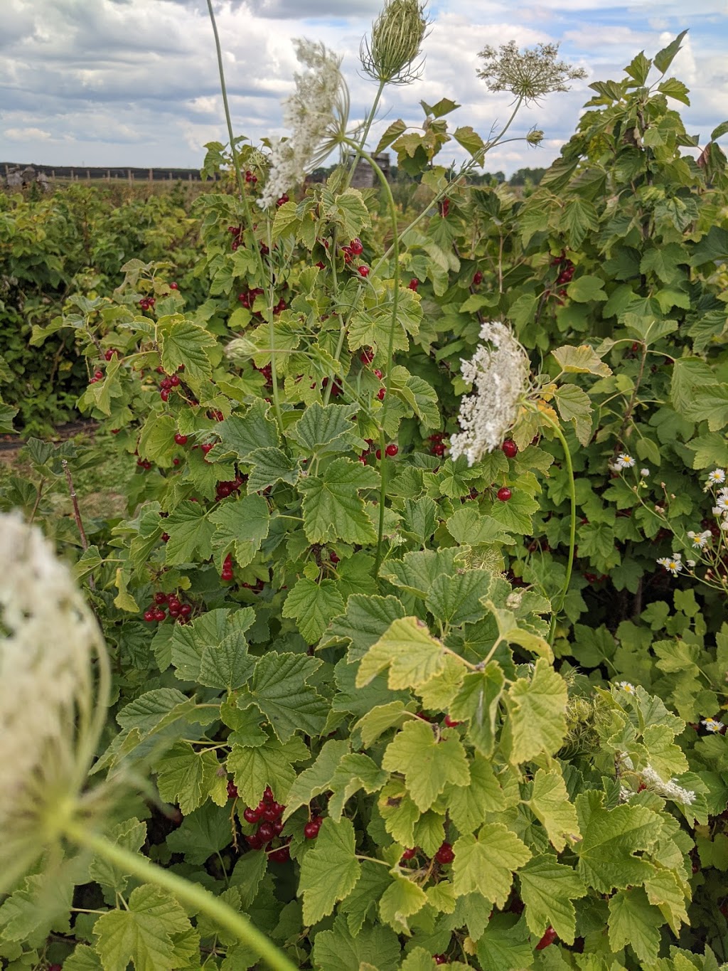 keyzers fruit farm | 3584 Bruce Road 1, Paisley, ON N0G 2N0, Canada | Phone: (519) 353-5211