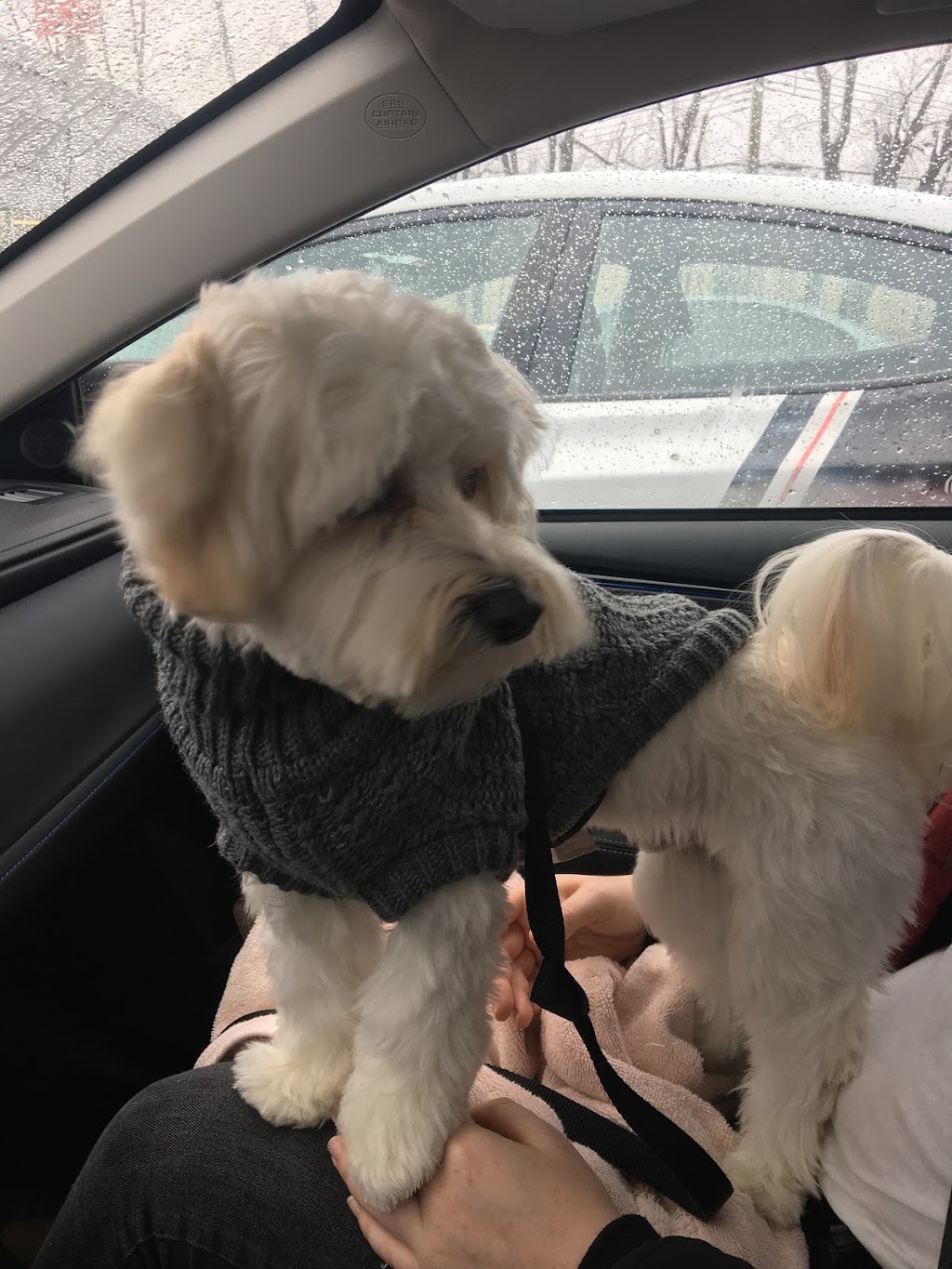 Groomies Grooming | 40L Bd Saint-Charles, Beaconsfield, QC H9W 5Z6, Canada | Phone: (514) 428-2547