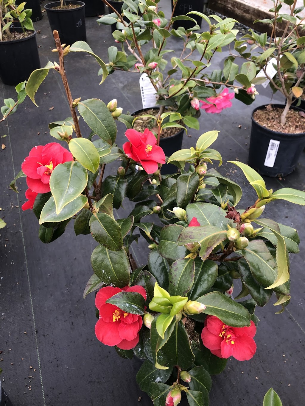 Lochside Nursery | 2716 Dooley Rd, Victoria, BC V8Y 1R7, Canada | Phone: (250) 544-3100