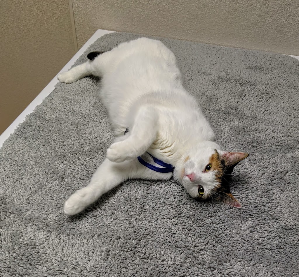Williamsburg Veterinary Hosp | 325 Max Becker Dr, Kitchener, ON N2E 4H5, Canada | Phone: (519) 571-7221