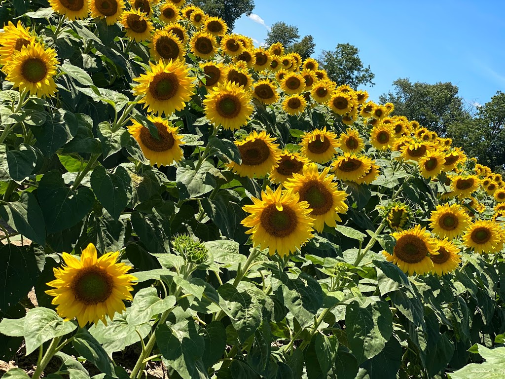 Davis Family Farm | 15770 Mountainview Rd, Caledon East, ON L7C 2V2, Canada | Phone: (905) 965-8201