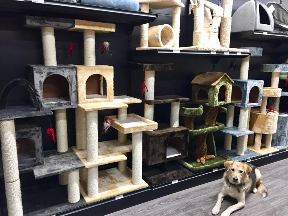 GLOBAL PET FOODS - KINGSTON WEST | 2547 Princess St, Kingston, ON K7P 2W8, Canada | Phone: (613) 389-1666