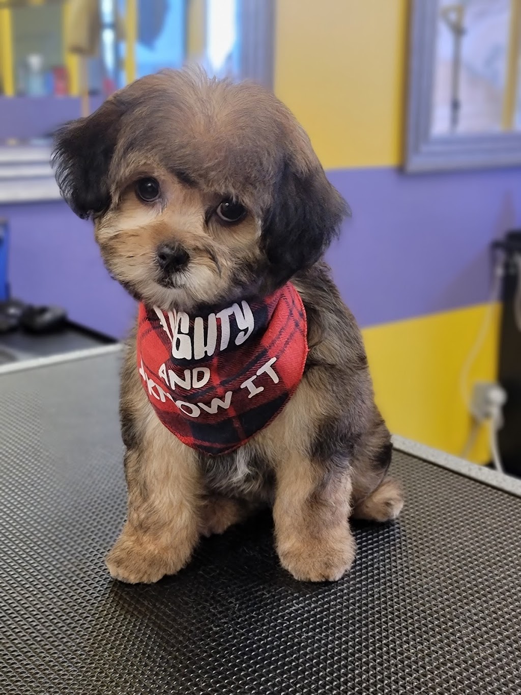 Wizard of Paws | 7 James St, Georgetown, ON L7G 2H2, Canada | Phone: (289) 428-0127
