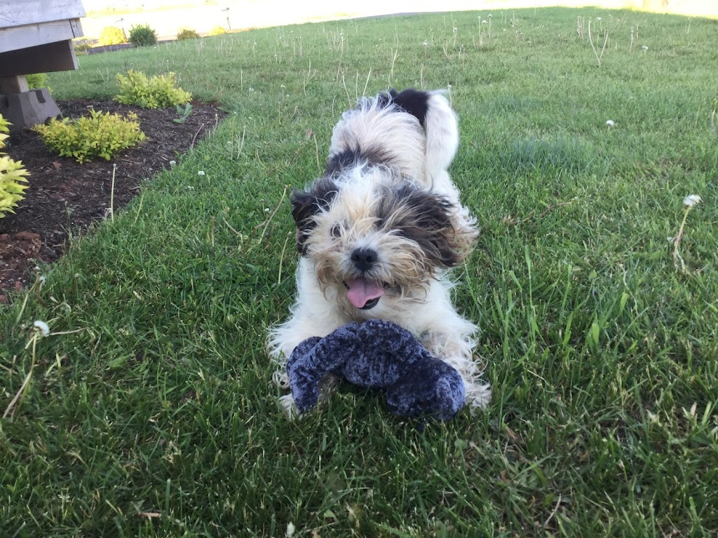 West Prince Veterinary Hospital | 1622 OLeary Rd, OLeary, PE C0B 1V0, Canada | Phone: (902) 859-2441