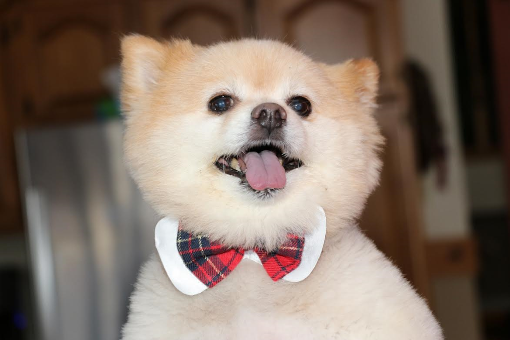 Eglinton-Hwy 10 Veterinary Clinic | 295 Eglinton Ave E, Mississauga, ON L4Z 3K6, Canada | Phone: (905) 890-7964