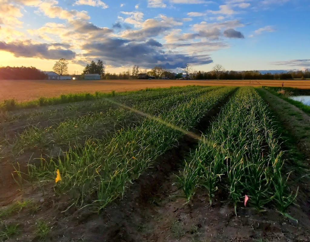 MOJO Produce | 1772 Colborne St E, Brantford, ON N3T 5L4, Canada | Phone: (519) 717-1419