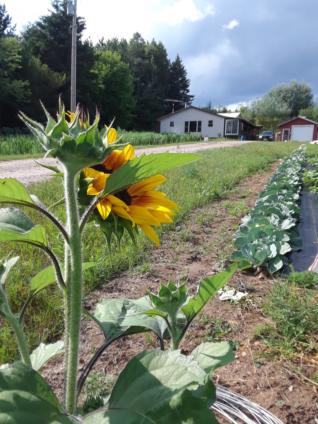 Noreens Fruitful Farm | 35029 Hwy 28 East, Bancroft, ON K0L 1C0, Canada | Phone: (613) 281-1868