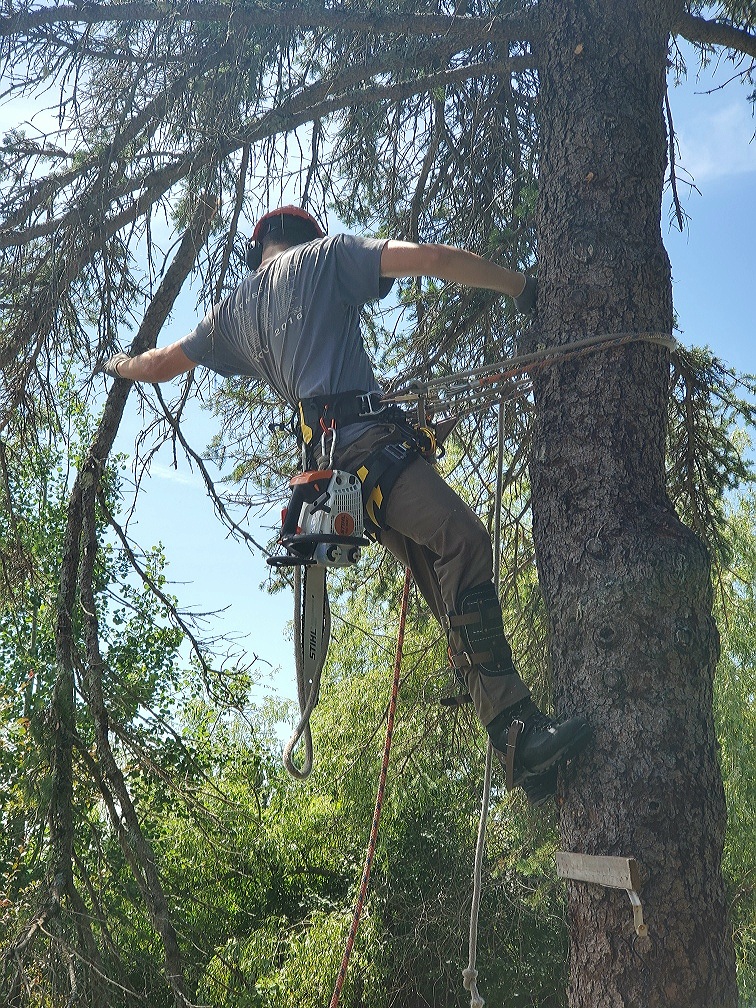 Sullys Tree Trimming | Rothesay, NB E2H 1G5, Canada | Phone: (506) 608-9394