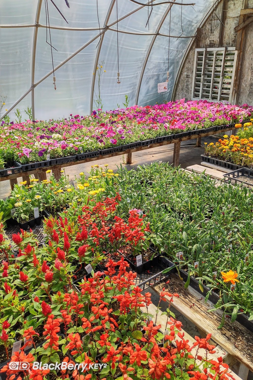 Interlake Garden Center | 287 Quarter Mile Road, 10353 #9 Highway, Winnipeg Beach, MB R0C 3G0, Canada | Phone: (204) 389-3200