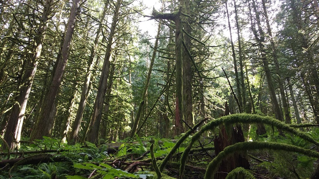 Chilliwack Community Forest | 51642 Allan Rd, Chilliwack, BC V4Z 1L2, Canada | Phone: (604) 793-2904