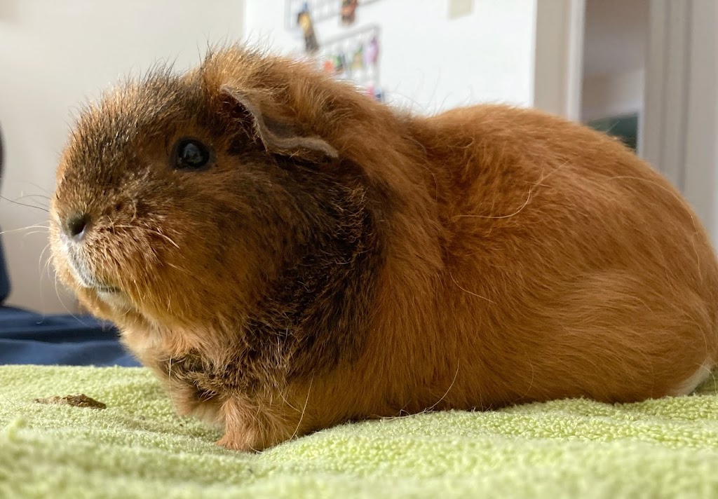 Laval Veterinary Centre | 4530, A. 440, Laval, QC H7T 2P7, Canada | Phone: (450) 781-1200