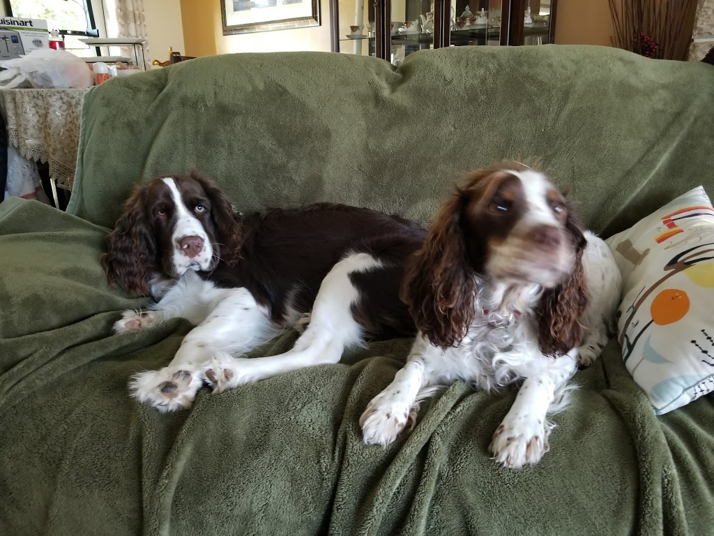 Selkirk Animal Hospital | 601 Christie Ave, Selkirk, MB R1A 2L9, Canada | Phone: (204) 482-4401