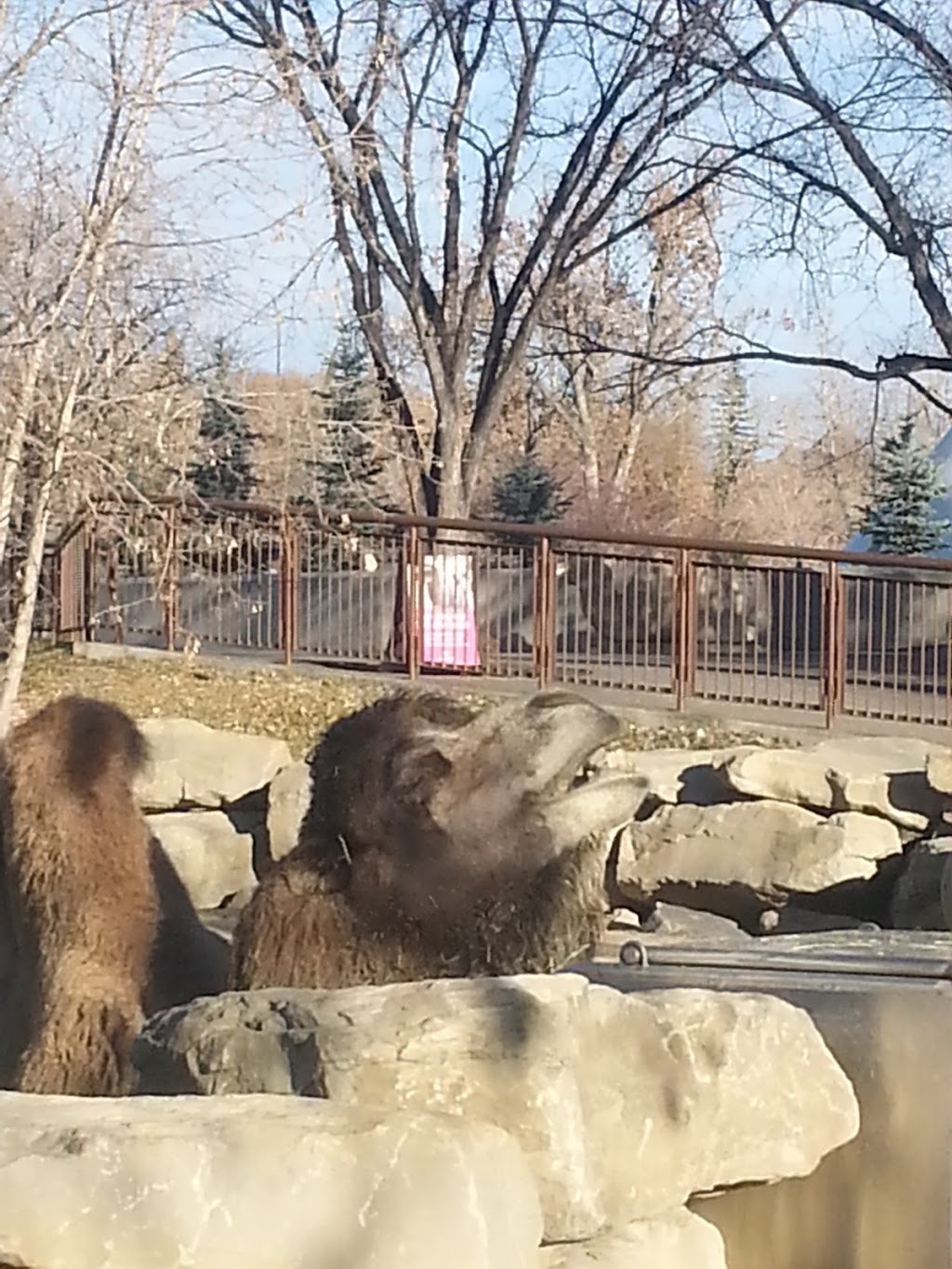 CPA Calgary Zoo - West Lot | 1300 Zoo Rd NE, Calgary, AB T2E 7V6, Canada | Phone: (403) 537-7000