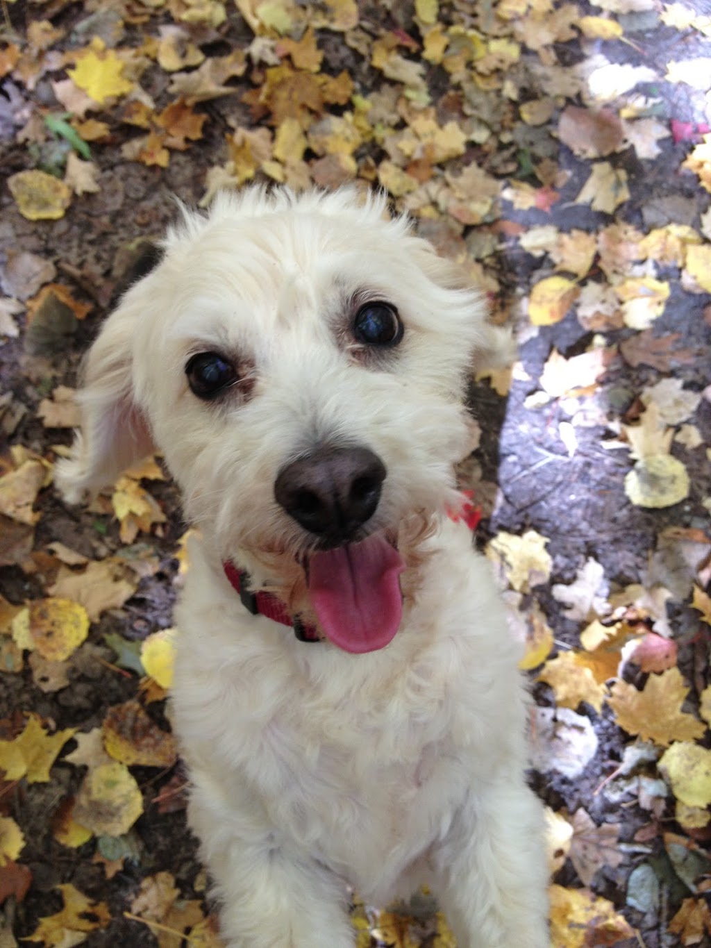 Dogs at Kats | 9404 Danforth Rd E, Cobourg, ON K9A 4J8, Canada | Phone: (905) 396-5287