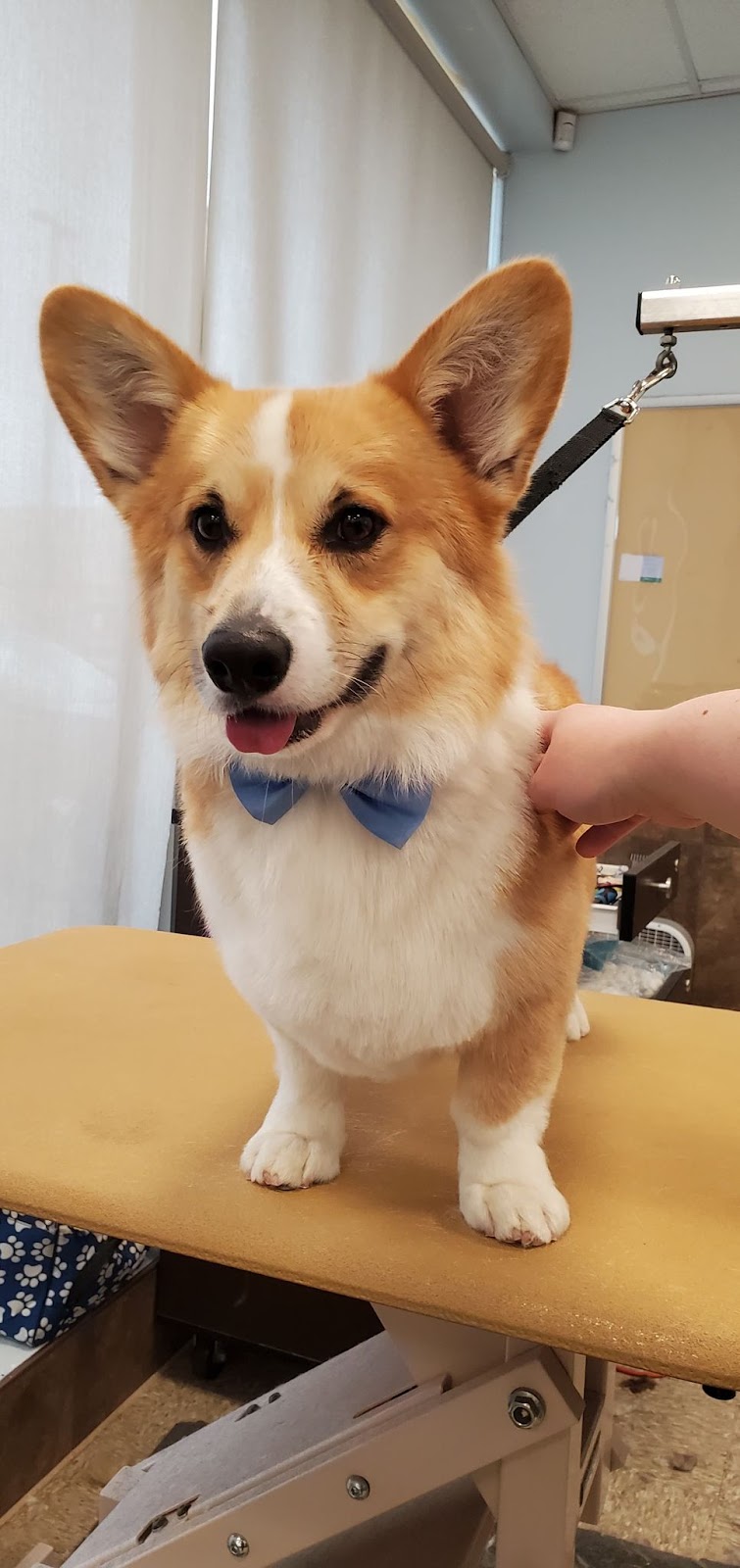Pawchic Grooming | 633419 ON-10 unit c3, Mono, ON L9W 6Z1, Canada | Phone: (647) 746-6658