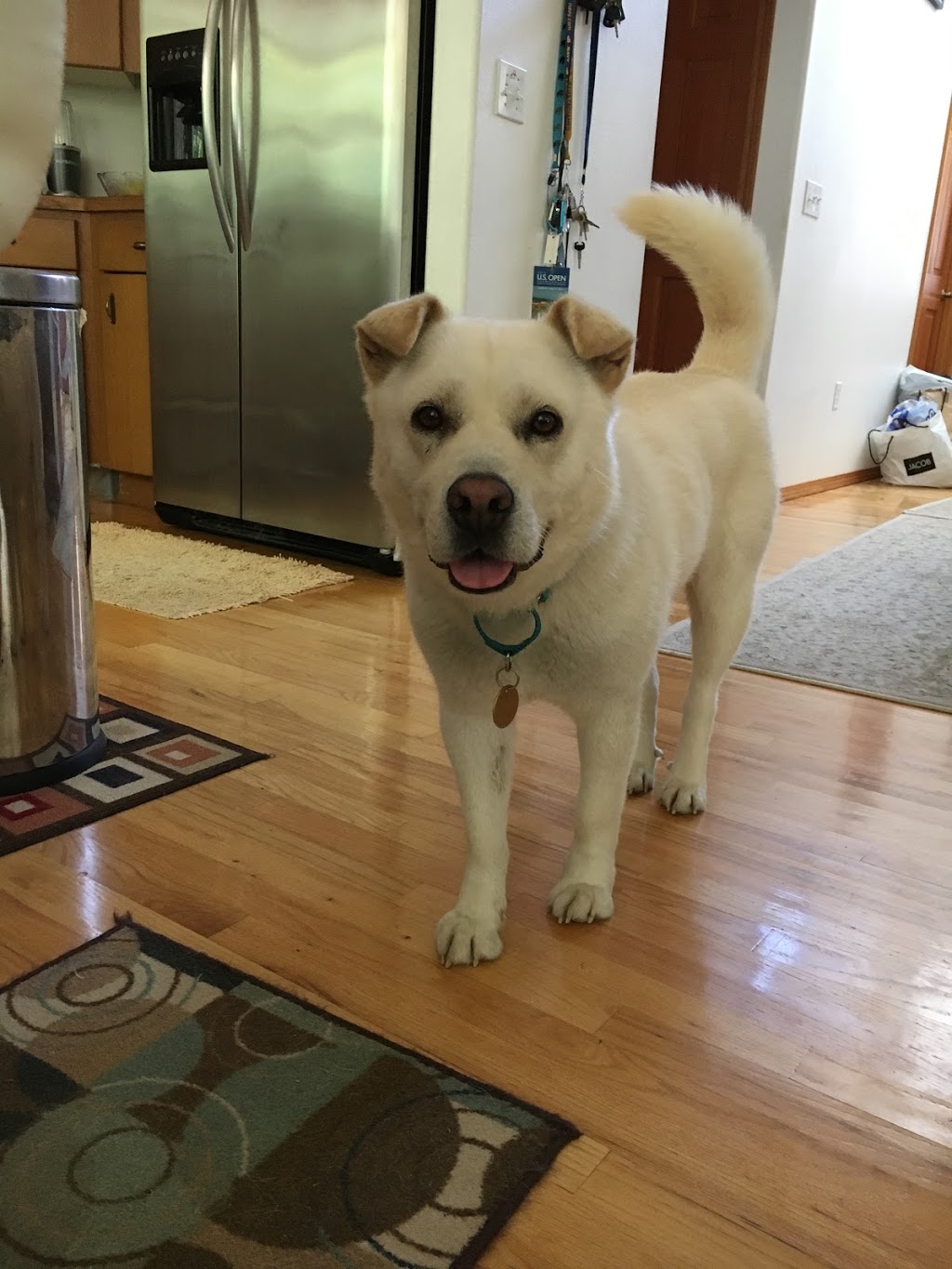 Our Last Hope Animal Rescue Society | Princeton, BC V0X 1W0, Canada | Phone: (604) 749-7150