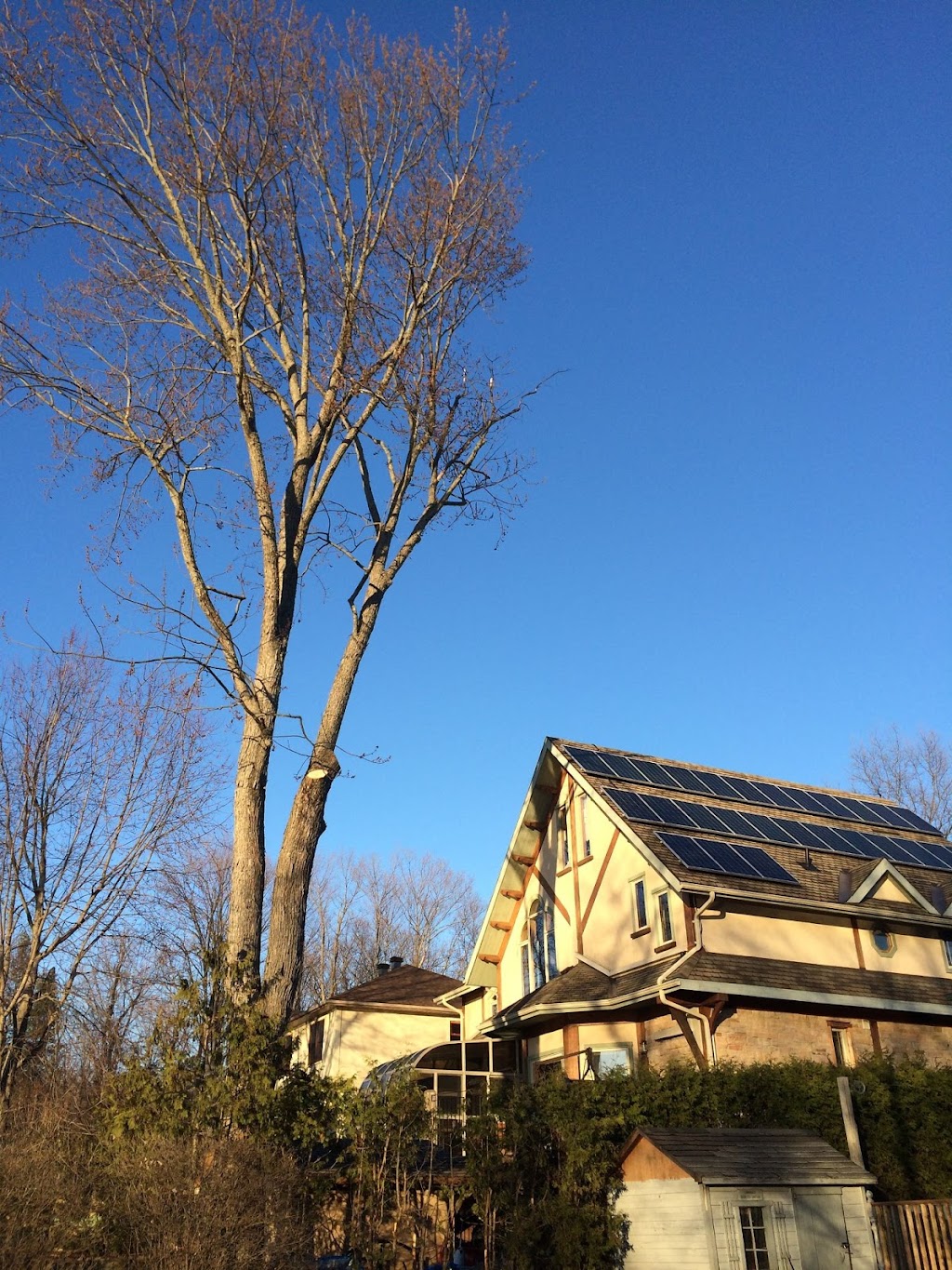 Tree Problems ? Tree Services ! | 851 A Rainbow Rd, Salt Spring Island, BC V8K 2M8, Canada | Phone: (250) 537-9897