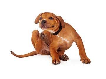Robinson Pet Hospital | 724 Main St E, Milton, ON L9T 3P6, Canada | Phone: (905) 876-4636