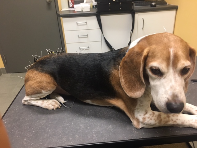 Lindsay Veterinary Hospital | 540 Rue Lindsay, Drummondville, QC J2B 1H4, Canada | Phone: (819) 474-0123