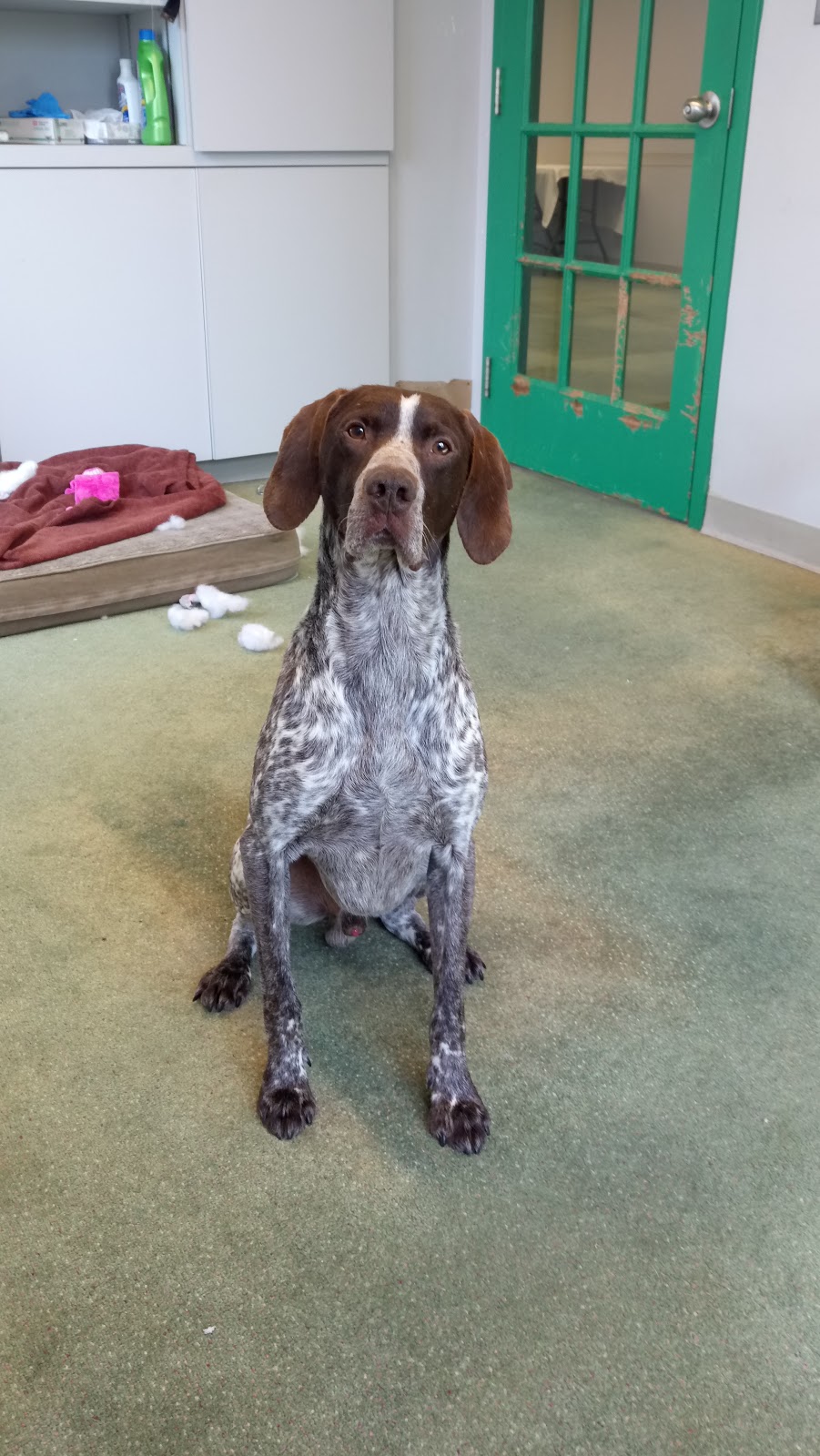 Oshawa Animal Services | 919 Farewell St, Oshawa, ON L1H 6N8, Canada | Phone: (905) 436-3311