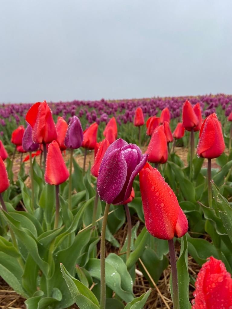 Belfast Tulips | 5265 Trans-Canada Hwy, Belfast, PE C0A 1A0, Canada | Phone: (902) 393-0792
