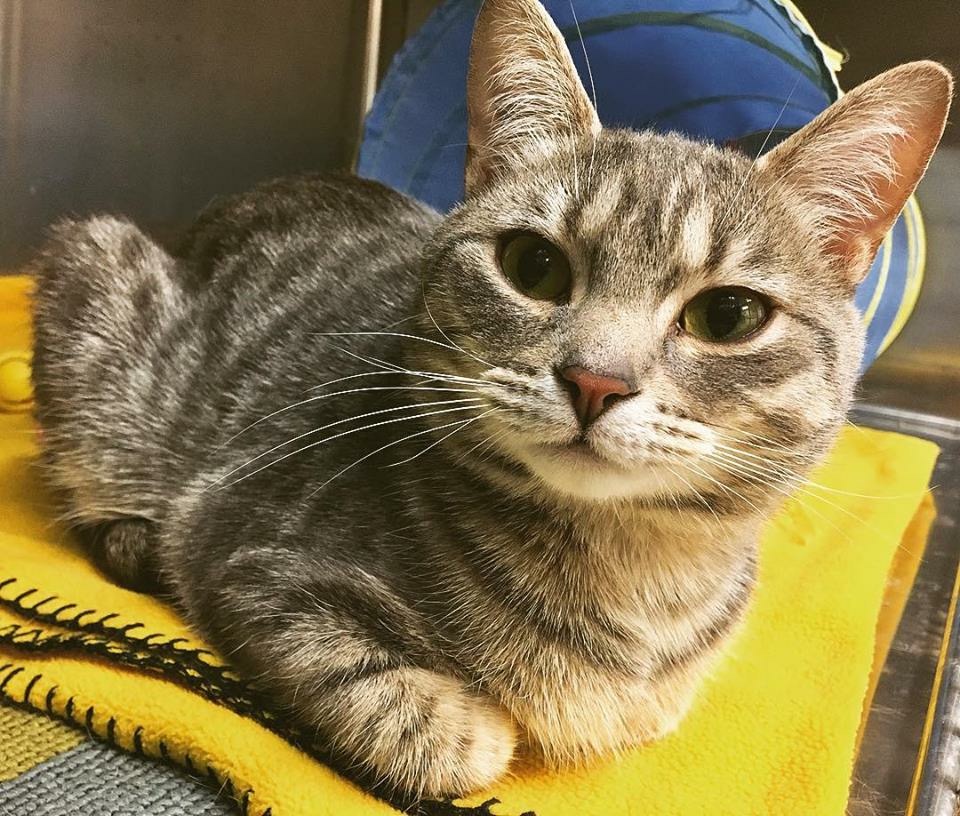 Long Branch Animal Clinic | 3459 Lake Shore Blvd W, Etobicoke, ON M8W 1N2, Canada | Phone: (416) 251-6787