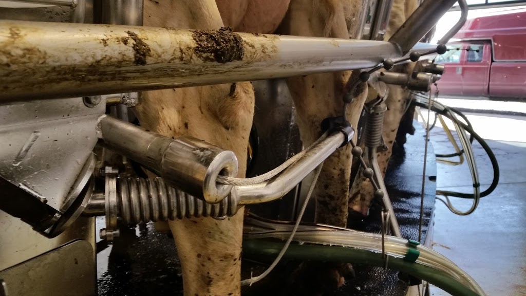 Dykman Cattle Co | 35700 Vye Rd, Abbotsford, BC V3G 1Z5, Canada | Phone: (604) 746-6646