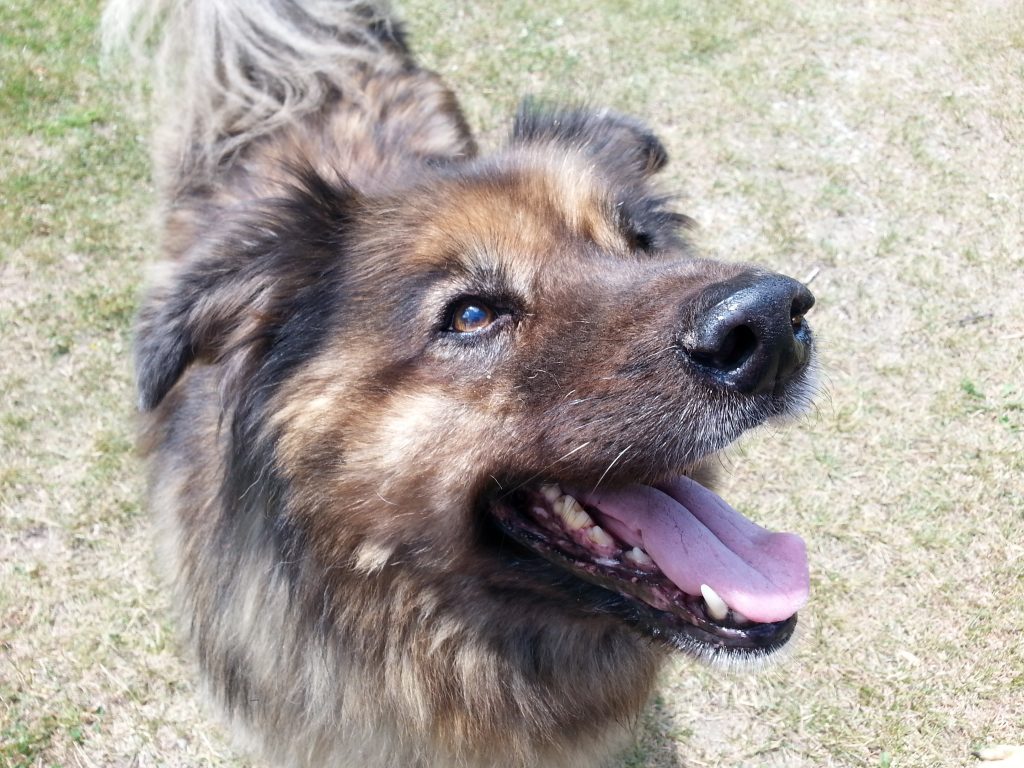Birchview Dog Boarding | 1491 Windham Road 2, Scotland, ON N0E 1R0, Canada | Phone: (226) 387-3003