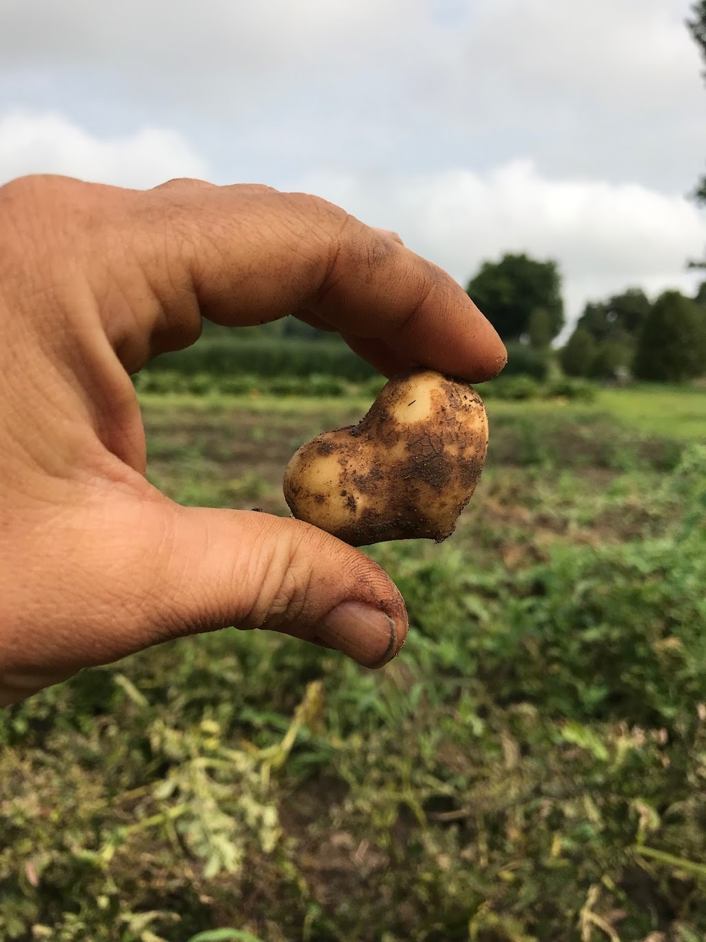 London Area Organic Growers | 45415 Fruit Ridge Line, St Thomas, ON N5P 3S9, Canada | Phone: (519) 200-1403