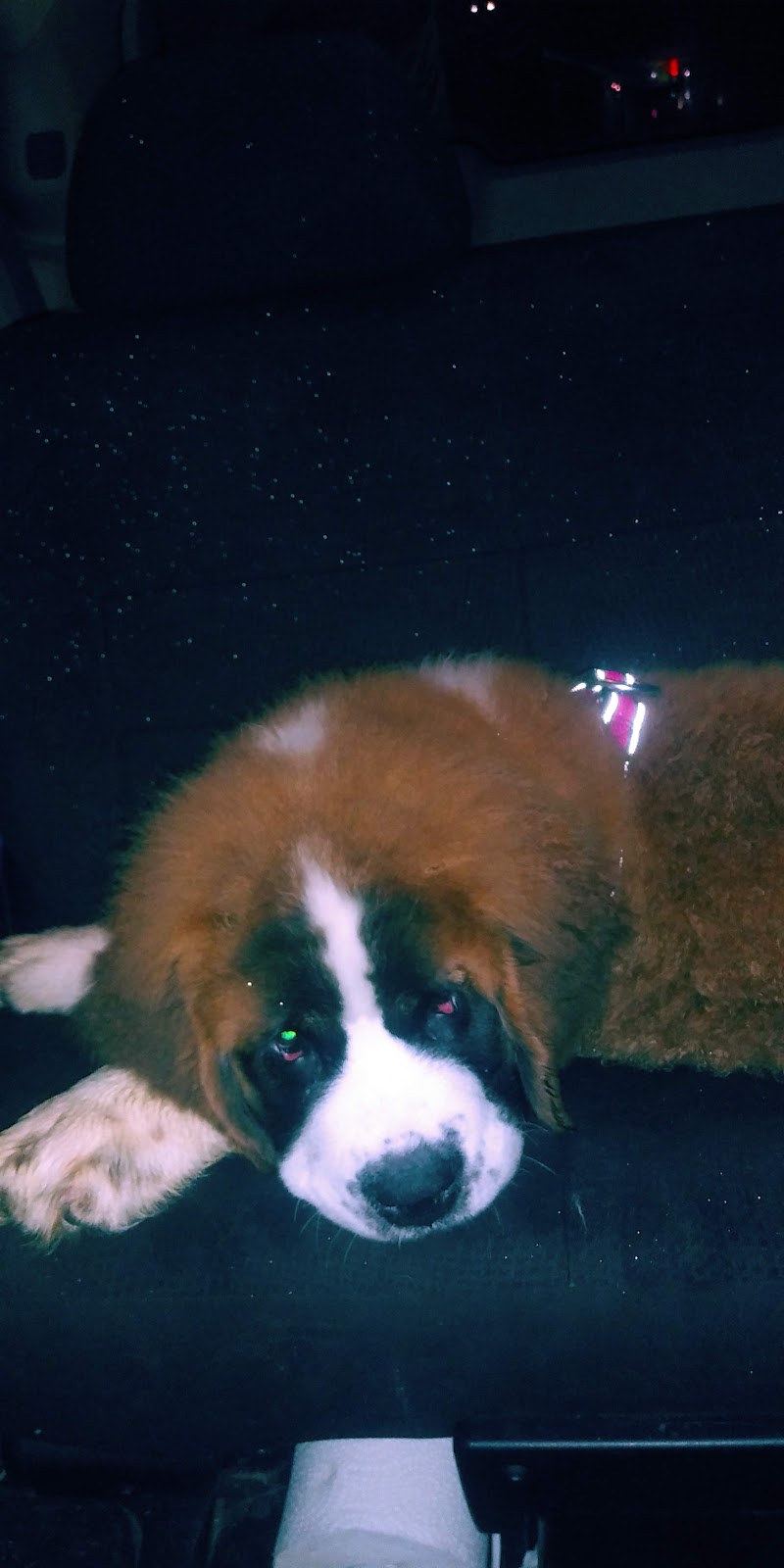 Animal Hospital | 571 Muskoka Rd N, Gravenhurst, ON P1P 1E7, Canada | Phone: (705) 687-6663