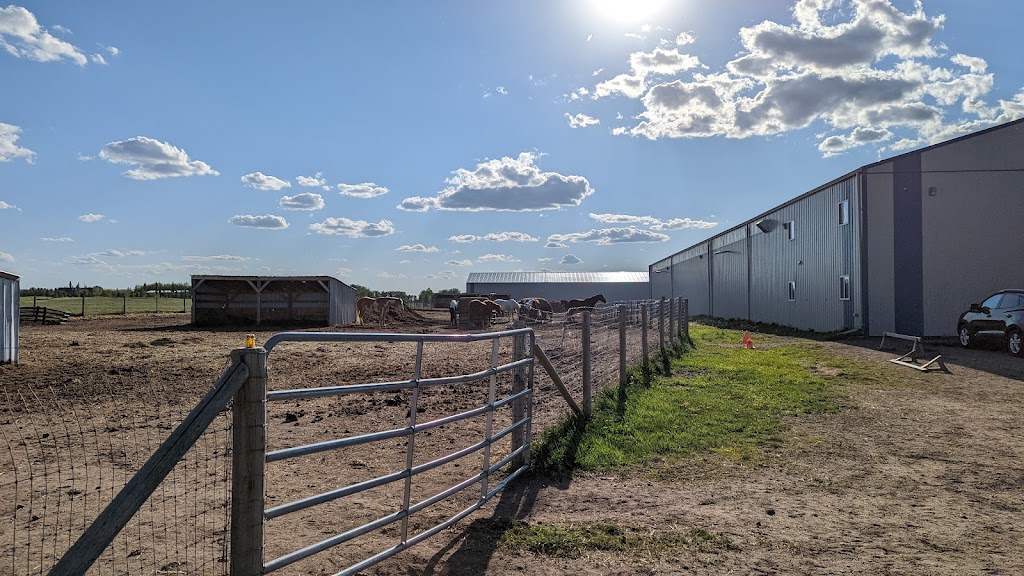 Paints-Plus Equine Center | 22441 AB-14, Sherwood Park, AB T8C 1H5, Canada | Phone: (780) 237-7587
