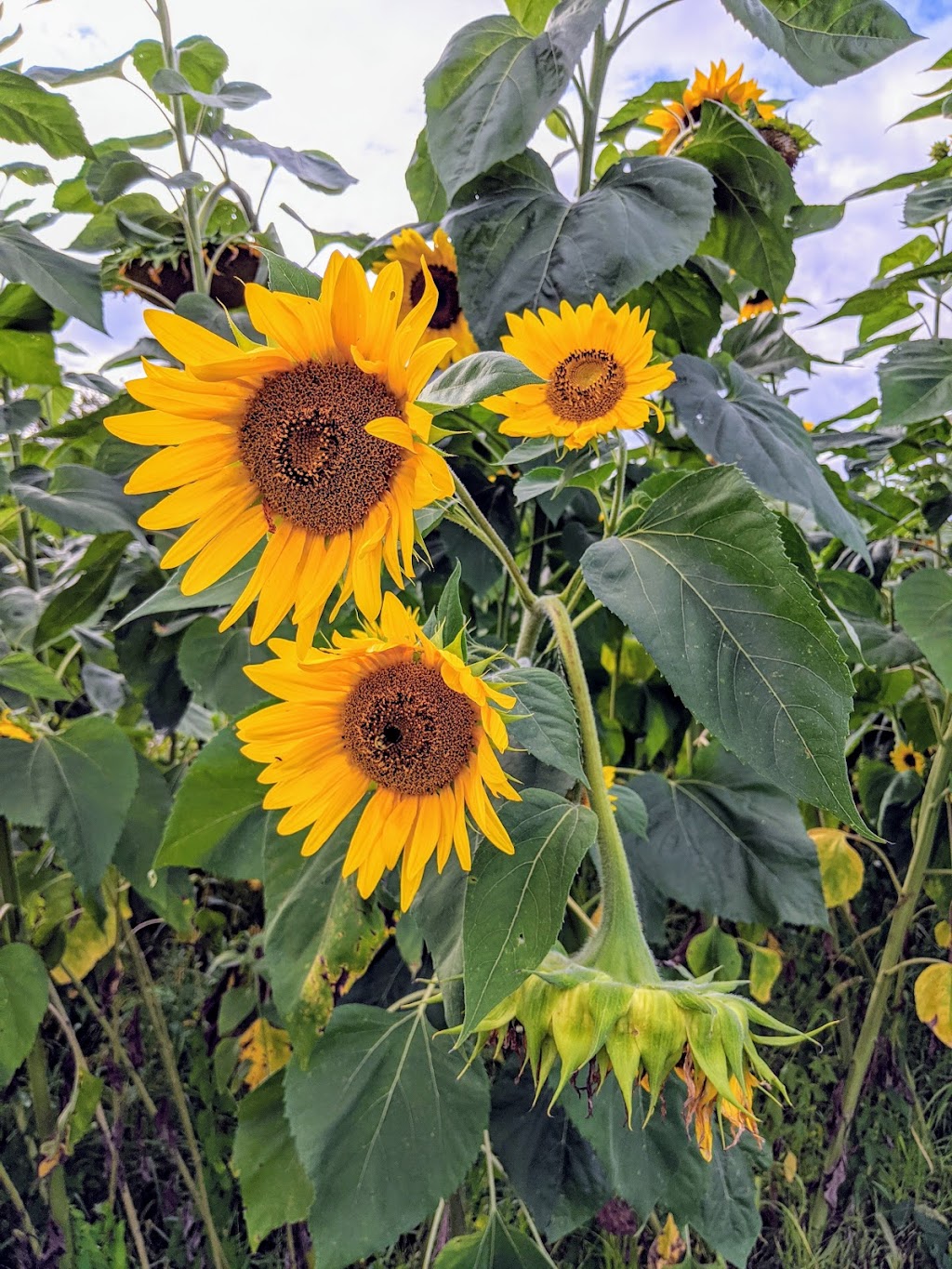 Les Jardins Majeau | 118 QC-125, Saint-Esprit, QC J0K 2L0, Canada | Phone: (450) 839-9097