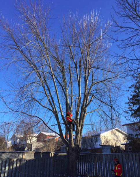 Hilltop Tree Care | 112 Guelph St, Georgetown, ON L7G 4T1, Canada | Phone: (905) 877-5279