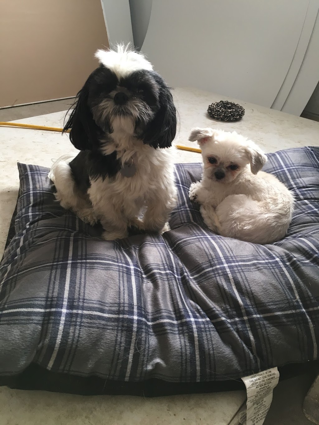 Irricana Kountry Kennel | Box 744, Irricana, AB T0M 1B0, Canada | Phone: (403) 970-4400