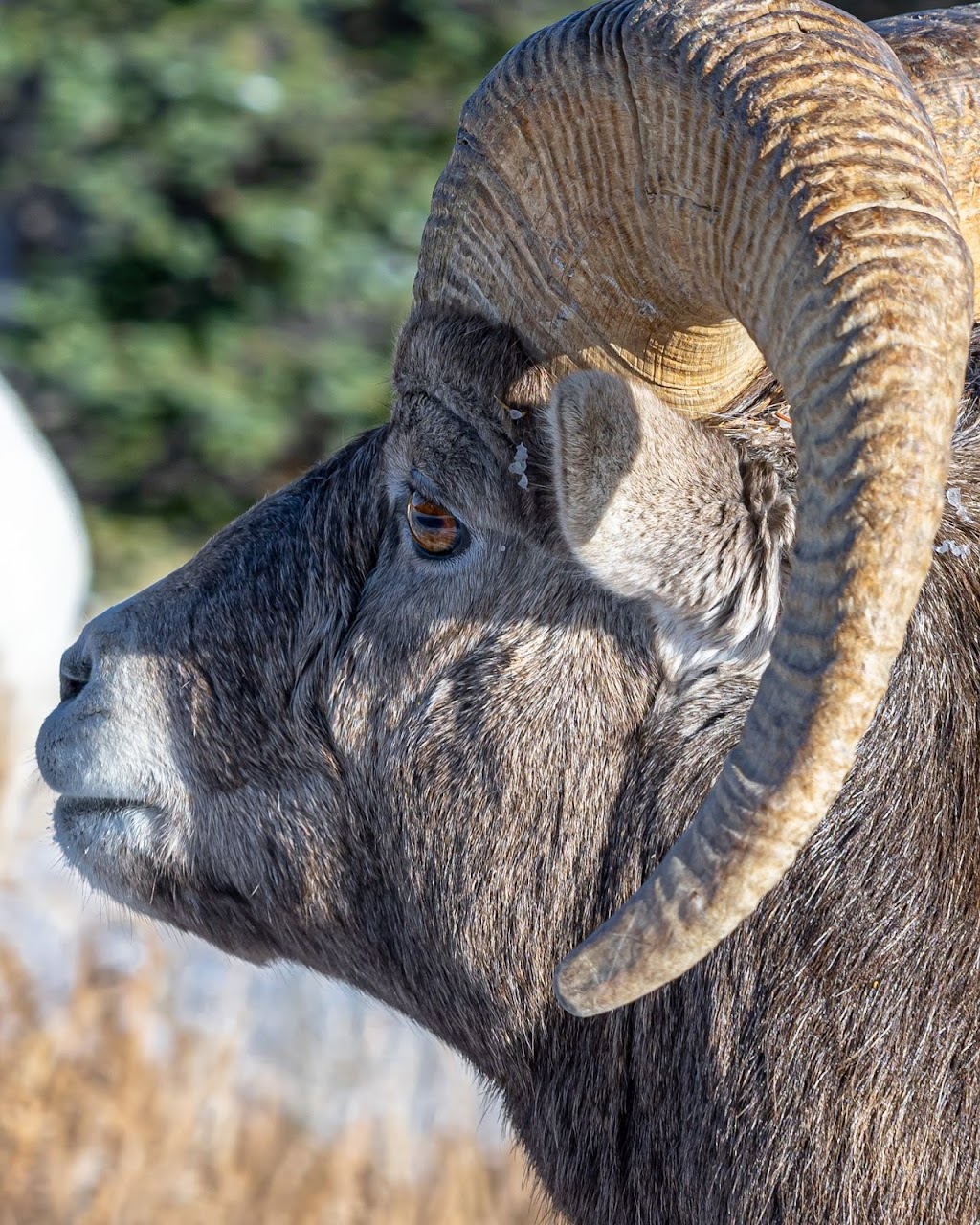 Alex Bates Photography | 5336 60 St, Rocky Mountain House, AB T9E 0S5, Canada | Phone: (306) 261-6135
