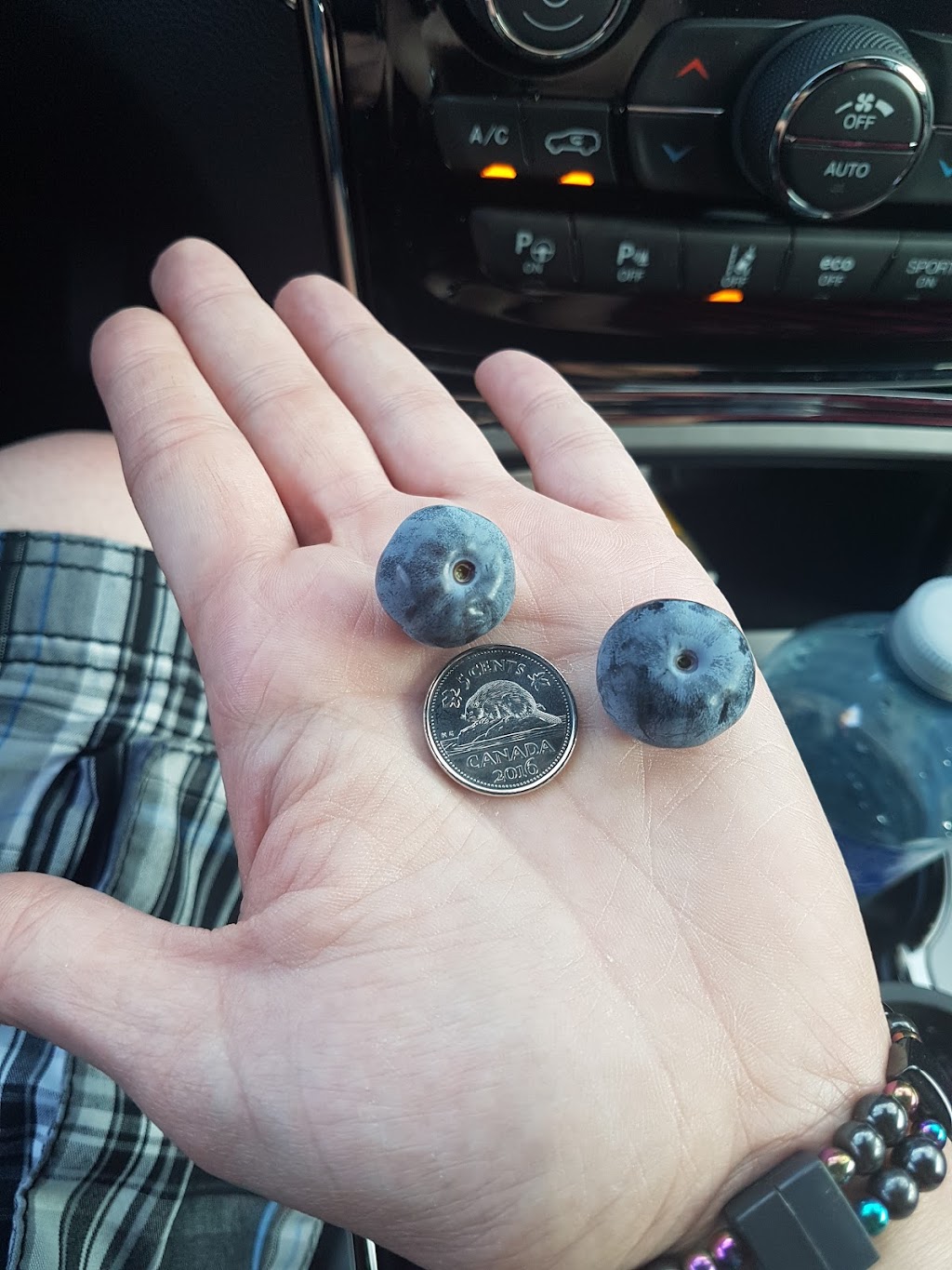 Trueman Blueberry Farms | 255 Etter Ridge Rd, Aulac, NB E4L 2V2, Canada | Phone: (506) 364-7458