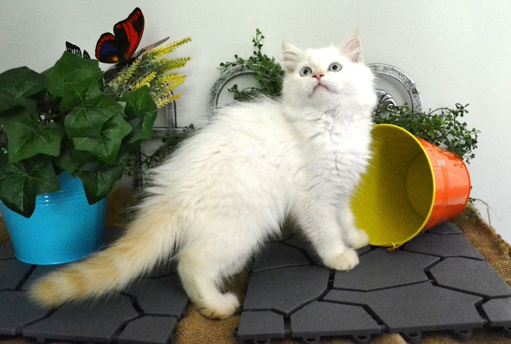 Furrari Persians | 9006 Moyie Ave, Yahk, BC V0B 2P0, Canada | Phone: (250) 402-3975
