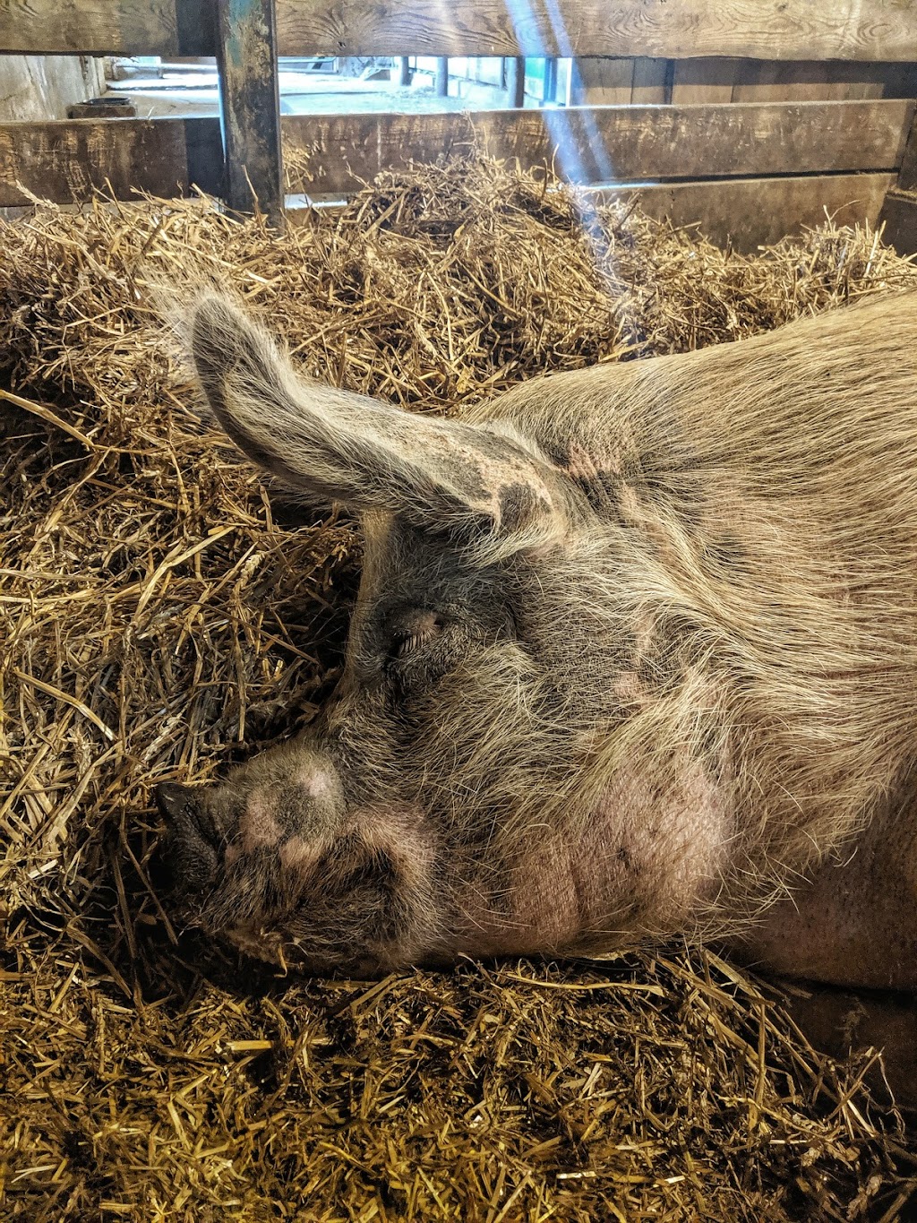 Cedar Row Farm Sanctuary | 157017 Zorra Line 15, Lakeside, ON N0M 2G0, Canada | Phone: (519) 274-9917