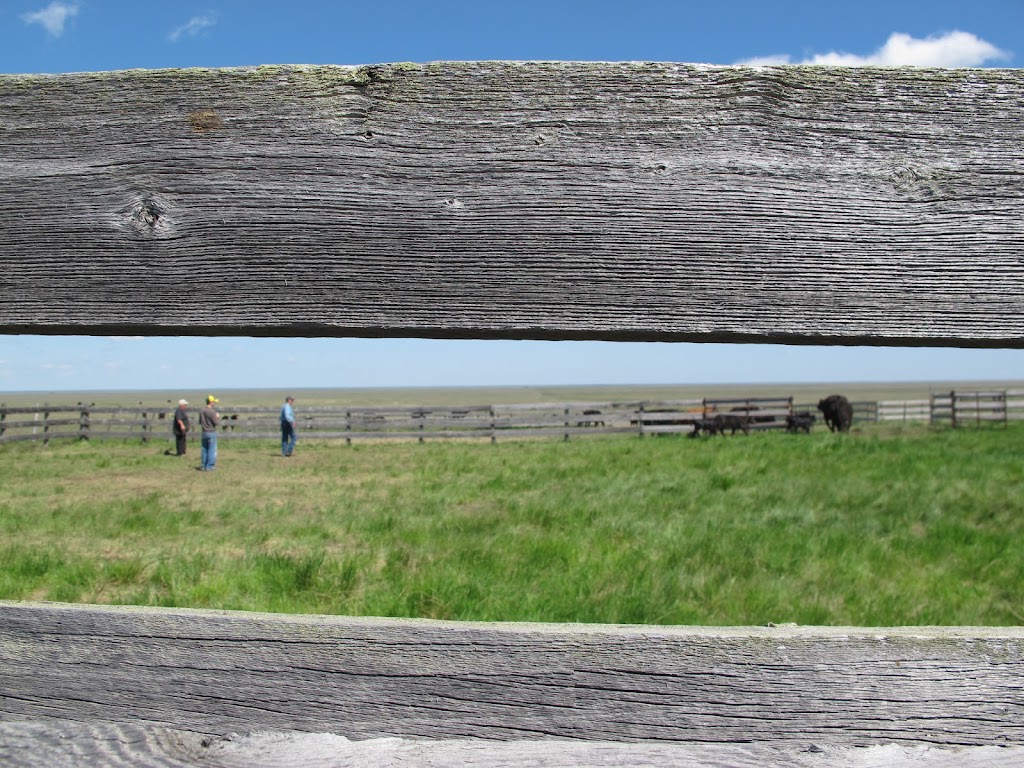 Gopherbroke Ranching | 14 Red Angus Avenue, Pollockville, AB T0J 2L0, Canada | Phone: (403) 566-2341