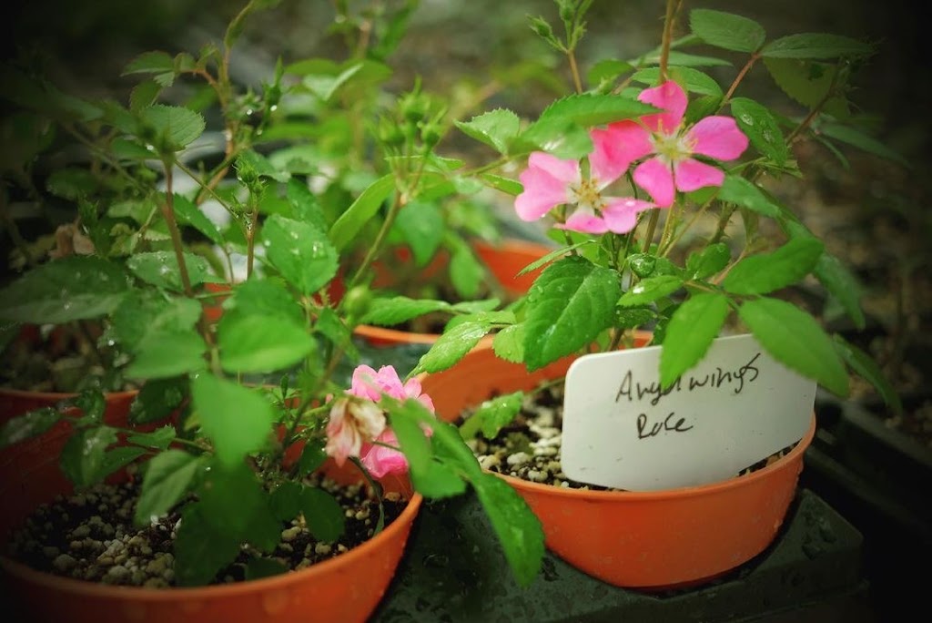 Field Station Greenhouse & Farm Shop | 695 Schafer Side Rd, Delhi, ON N4B 2W6, Canada | Phone: (647) 448-4826