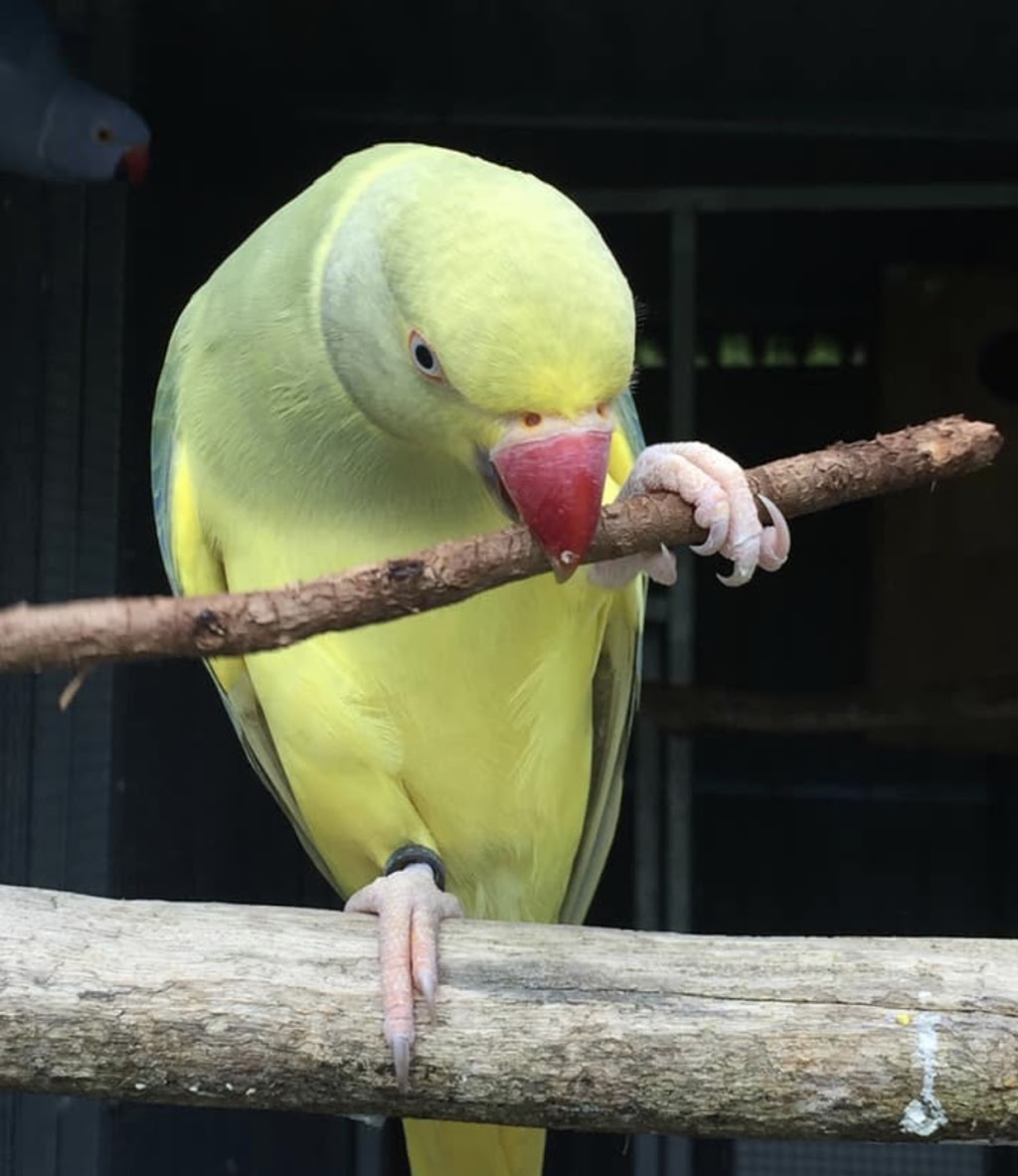 Pet O Pets - Burlington | Millcroft Shopping Centre, 2020 Appleby Line, Burlington, ON L7L 6M6, Canada | Phone: (844) 738-6738