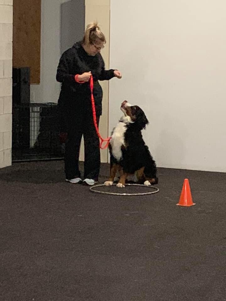 ALL DOGS TRAINING ACADEMY INC | 601 Southworth St S, Welland, ON L3B 2A2, Canada | Phone: (905) 964-8884