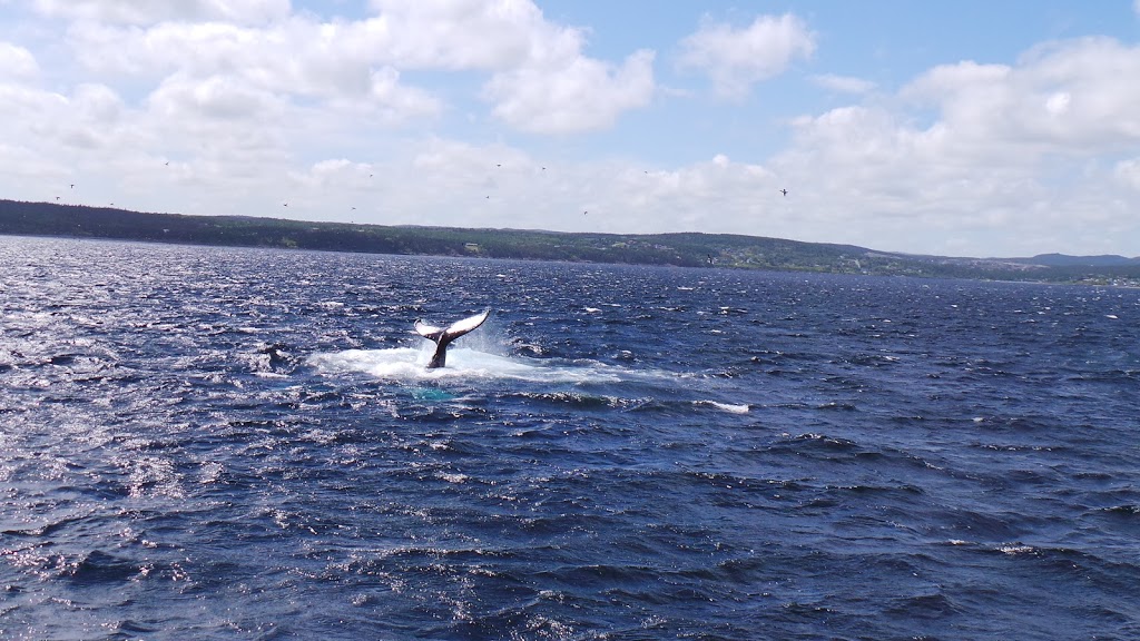 OBriens Whale and Bird Tours | 22 Lower Rd, Bay Bulls, NL A0A 1C0, Canada | Phone: (709) 753-4850